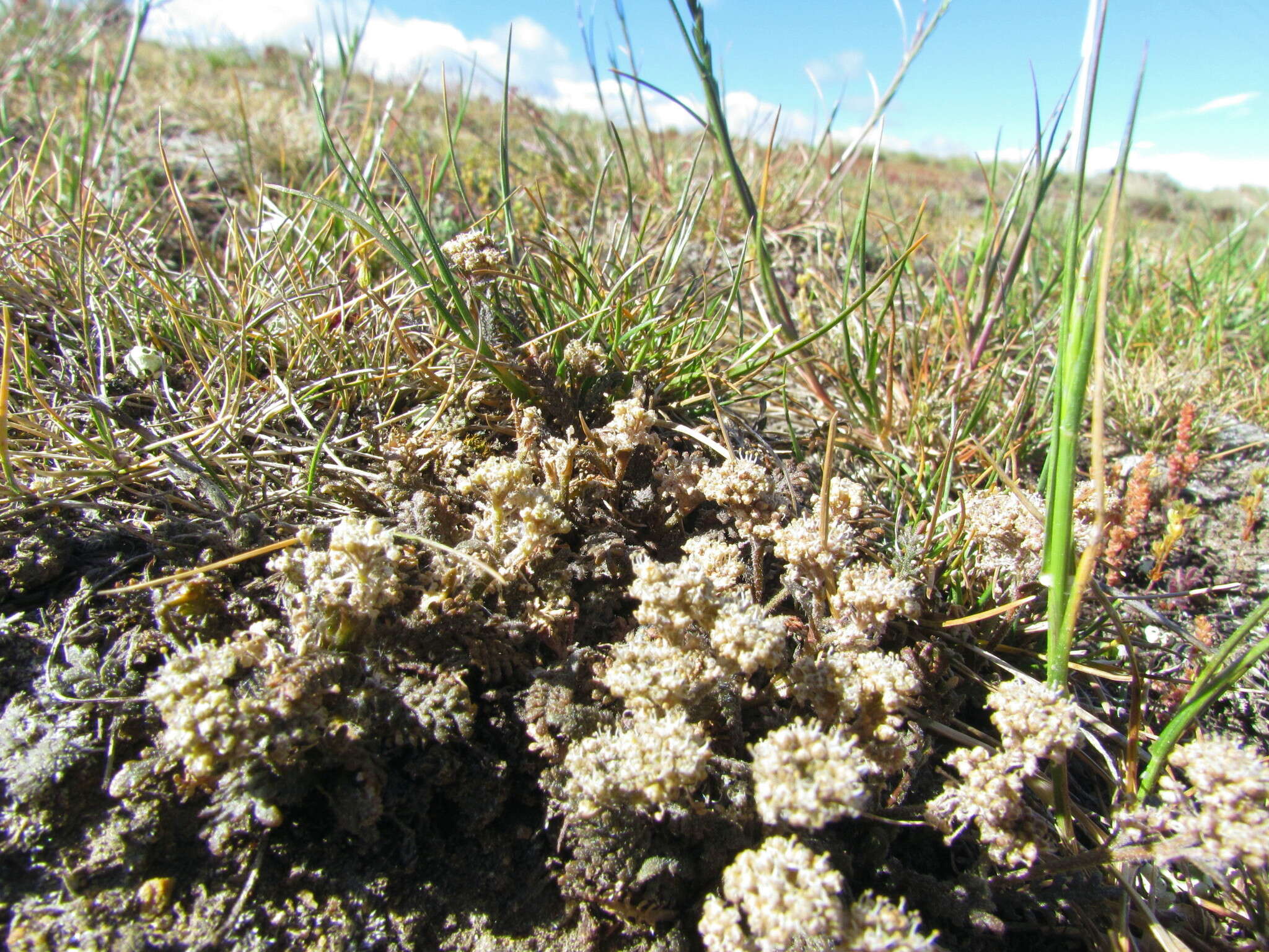 صورة Lepidium sisymbrioides Hook. fil.