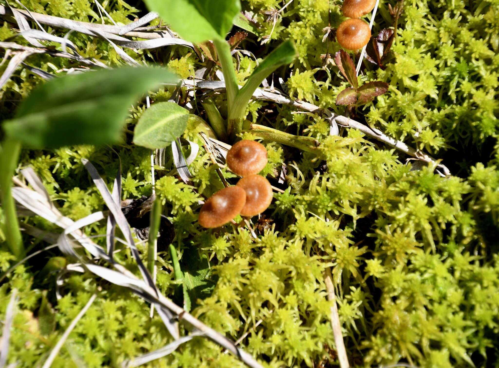 Imagem de Galerina tibiicystis (G. F. Atk.) Kühner 1935