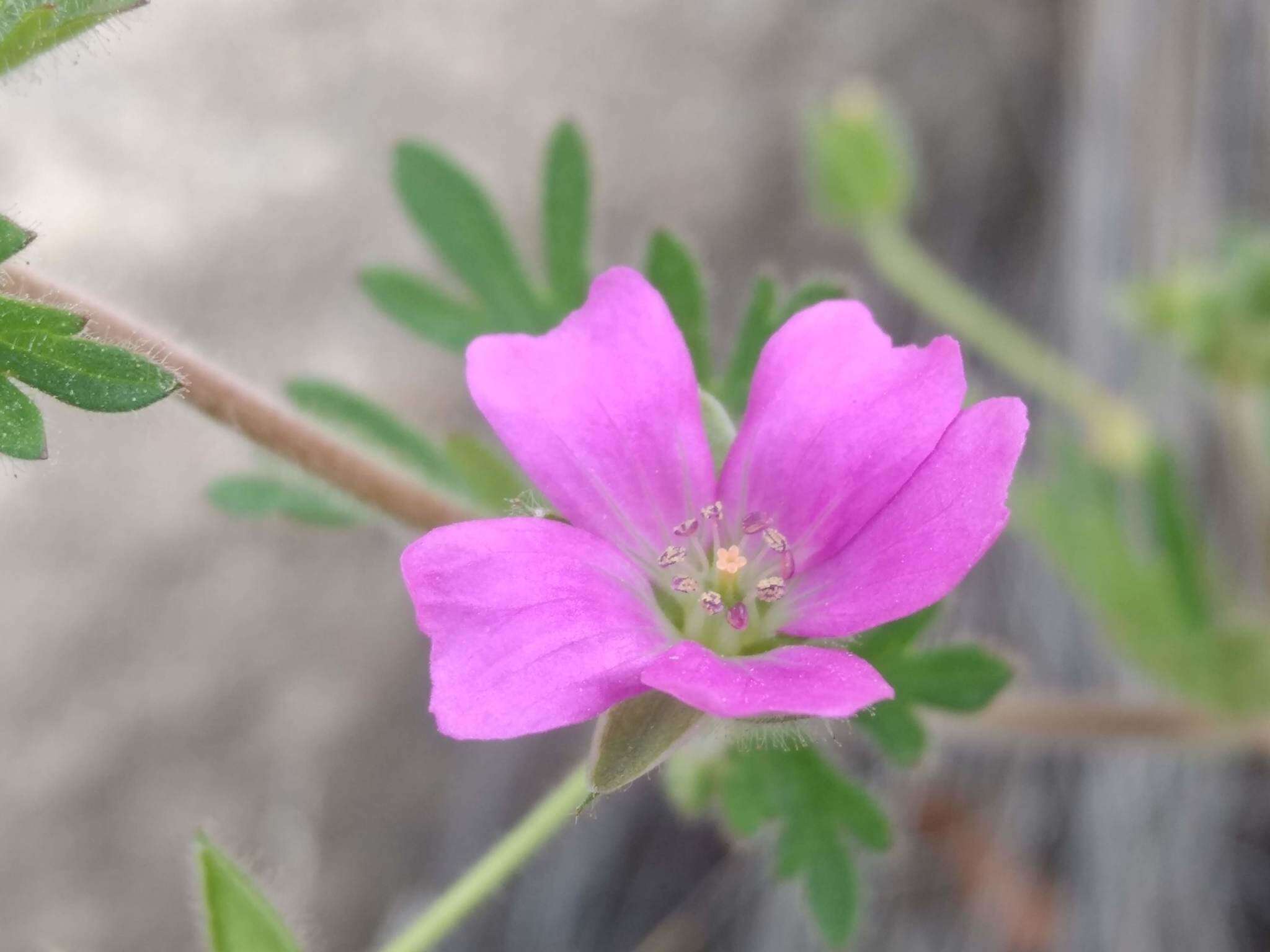 Image of Geranium berteroanum Colla