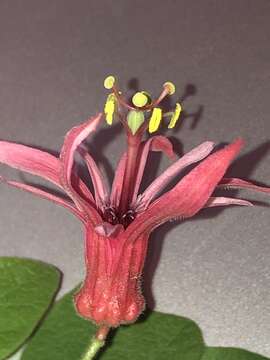 Image of Passiflora sanguinolenta Mast. & Linden