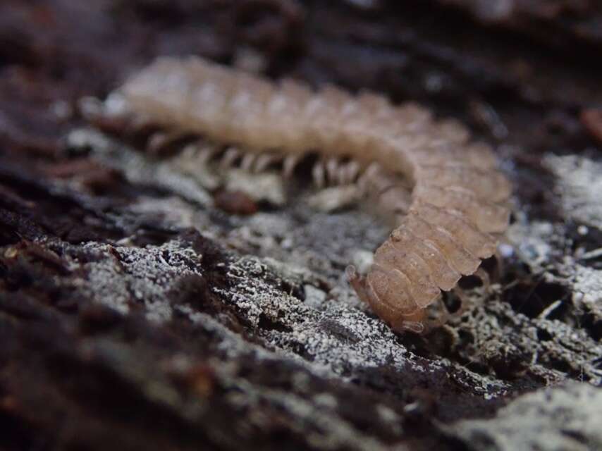 Image of Flat-backed millipede