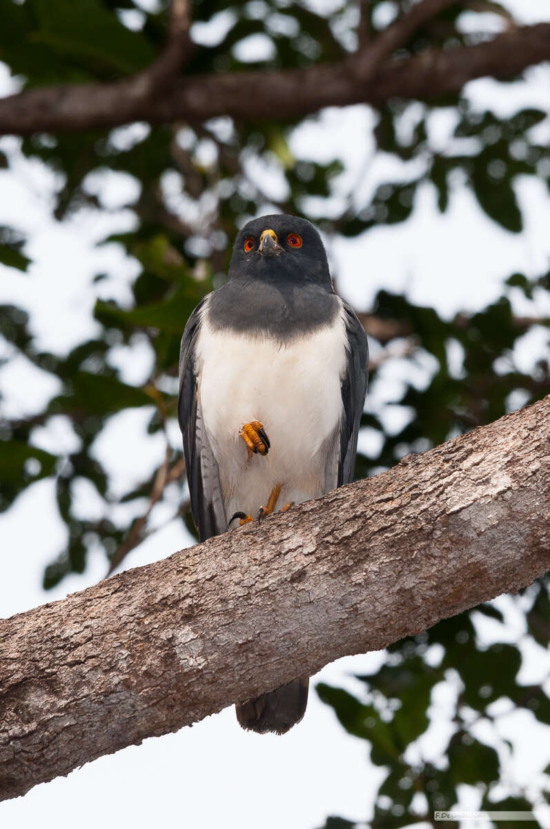 Image of White-bellied Goshawk