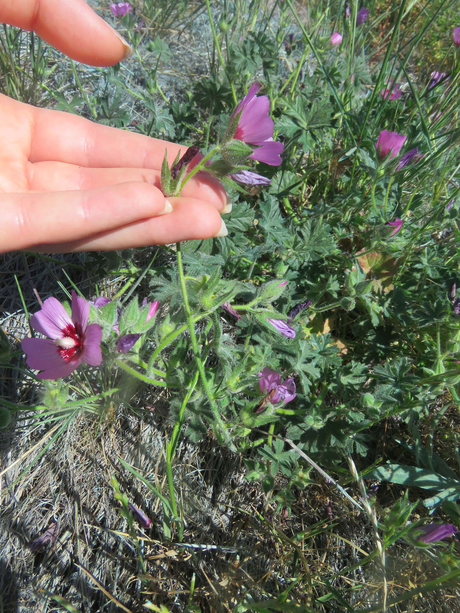 Image of Keck's checkerbloom