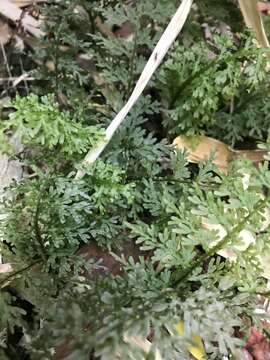 Image of Hymenophyllum caudiculatum Mart.