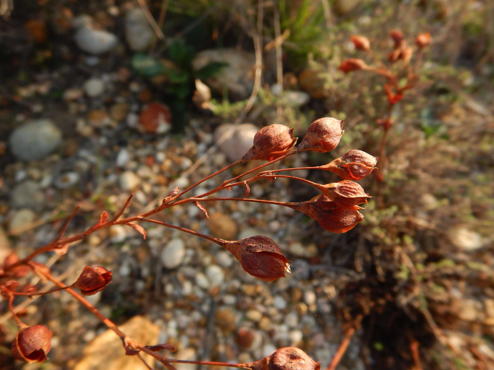 Image of Tuberaria globulariifolia (Lam.) Willk.