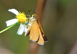 Image of Berry's Skipper