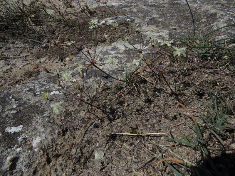 Image of Strumaria gemmata Ker Gawl.