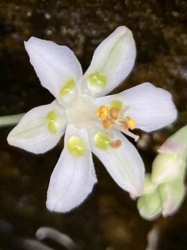 Image of Sheathed False Deathcamas