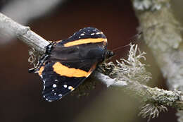 Image of Vanessa hippomene hippomene