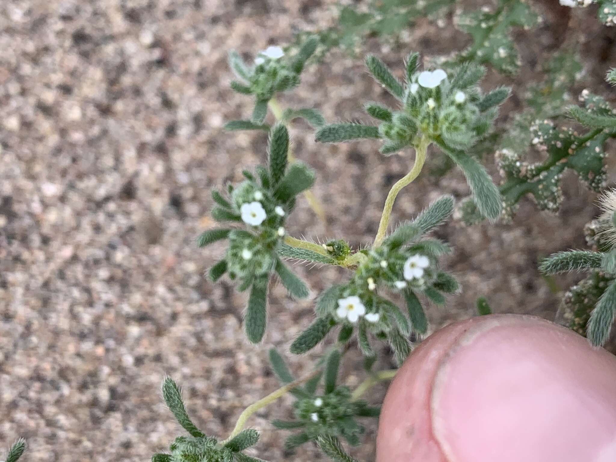 Plancia ëd Eremocarya micrantha (Torr.) Greene