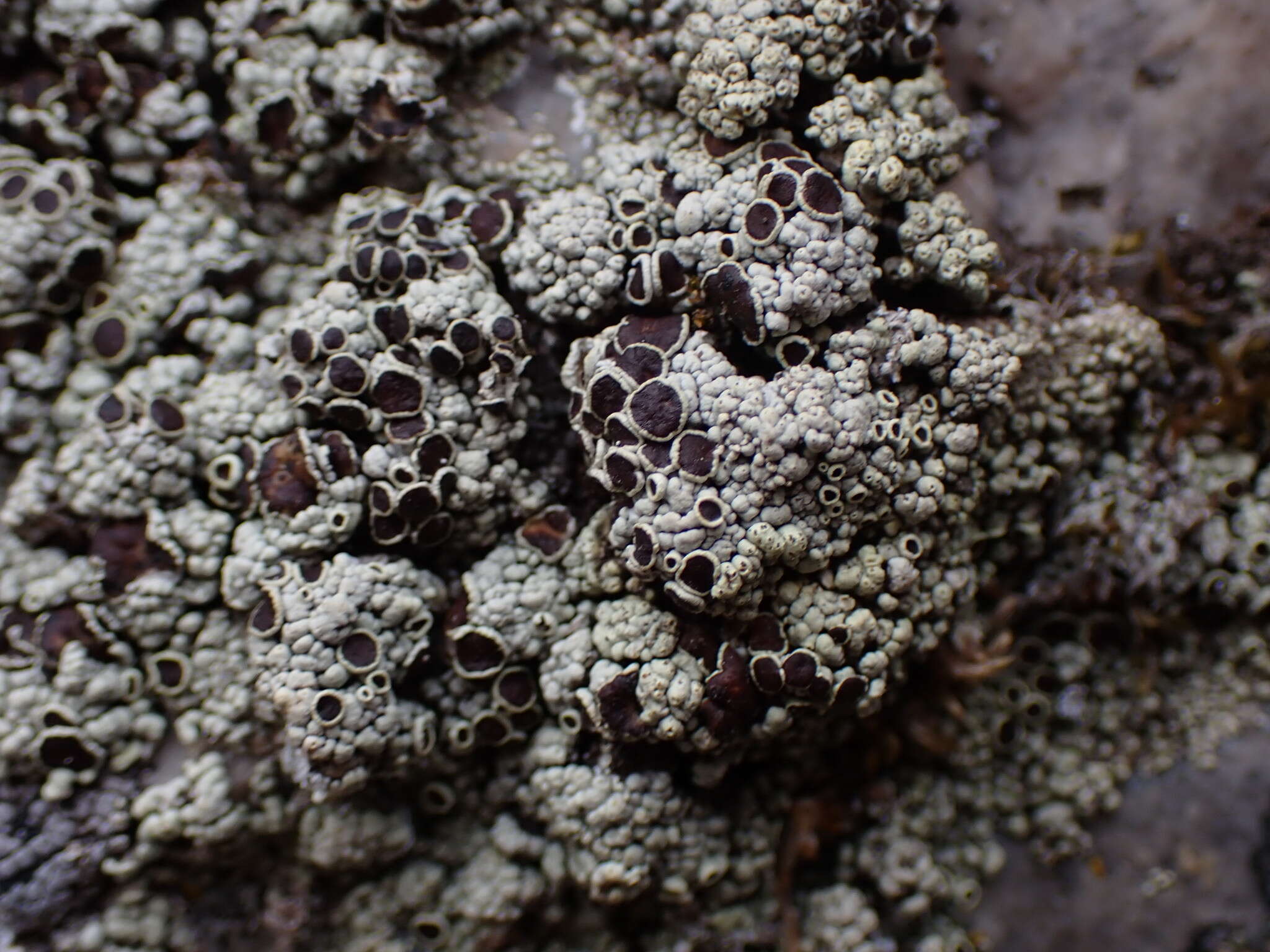 Imagem de Lecanora argopholis (Ach.) Ach.