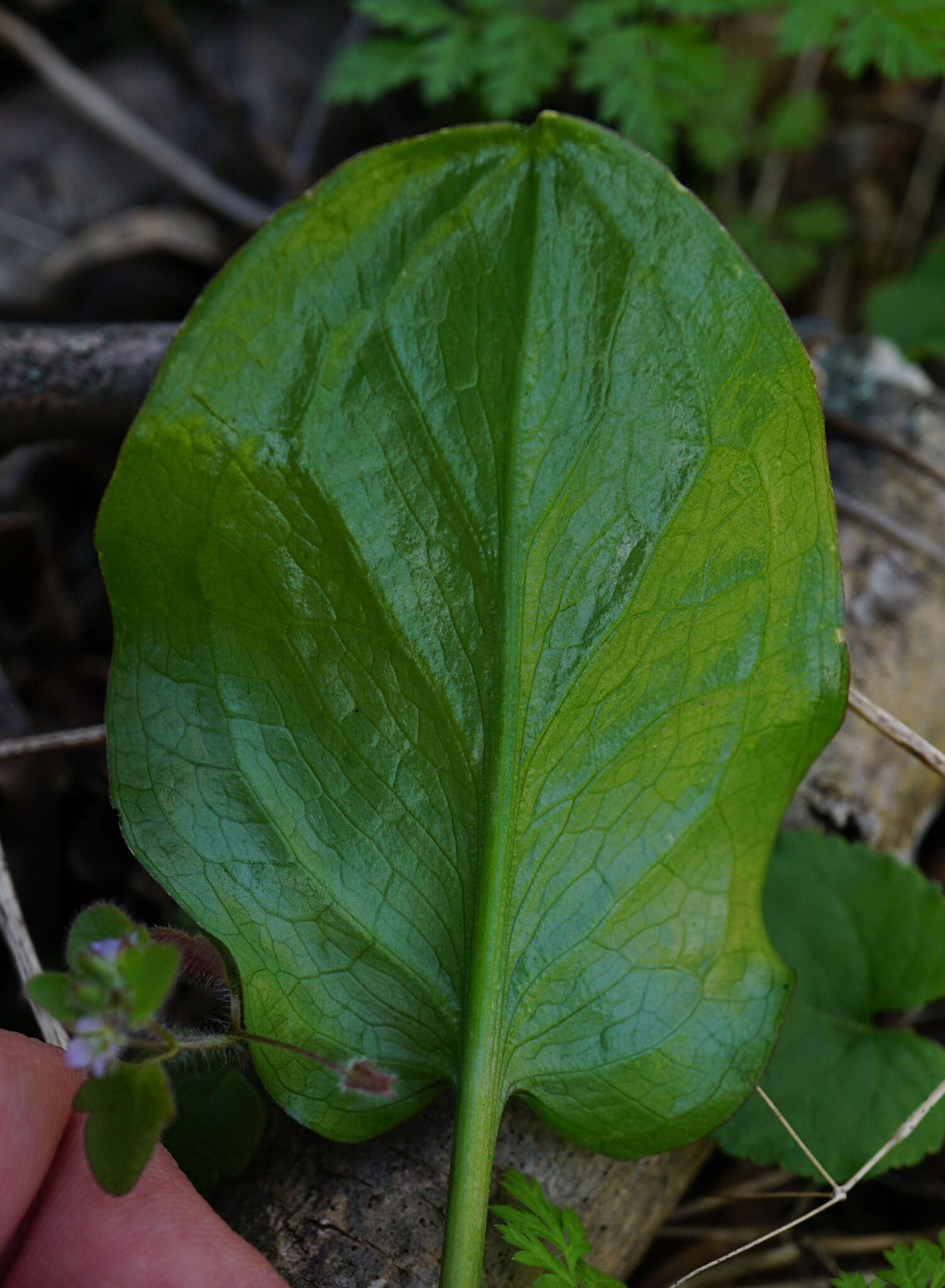 Imagem de Arum cylindraceum Gasp.