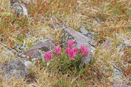 Image of Tushar Plateau Indian paintbrush