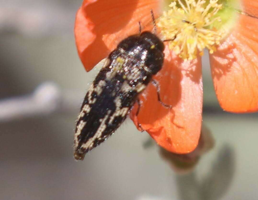 Image de Acmaeodera cuneata Fall 1899