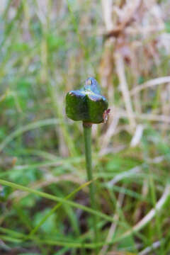 Imagem de Zephyranthes minima Herb.