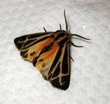 Image of Harnessed Tiger Moth