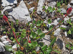 Image of Rumex nivalis Hegetschw.