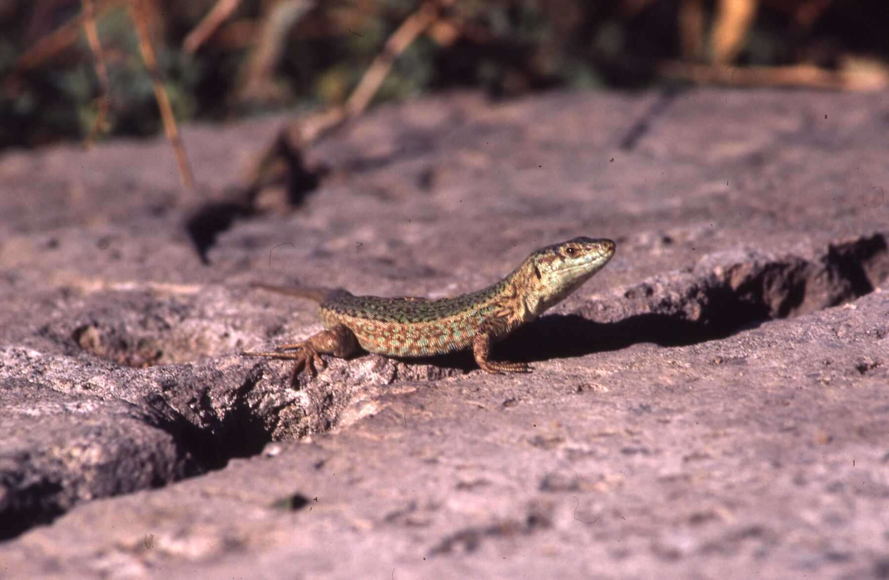 Image of Podarcis pityusensis pityusensis (Boscá 1833)