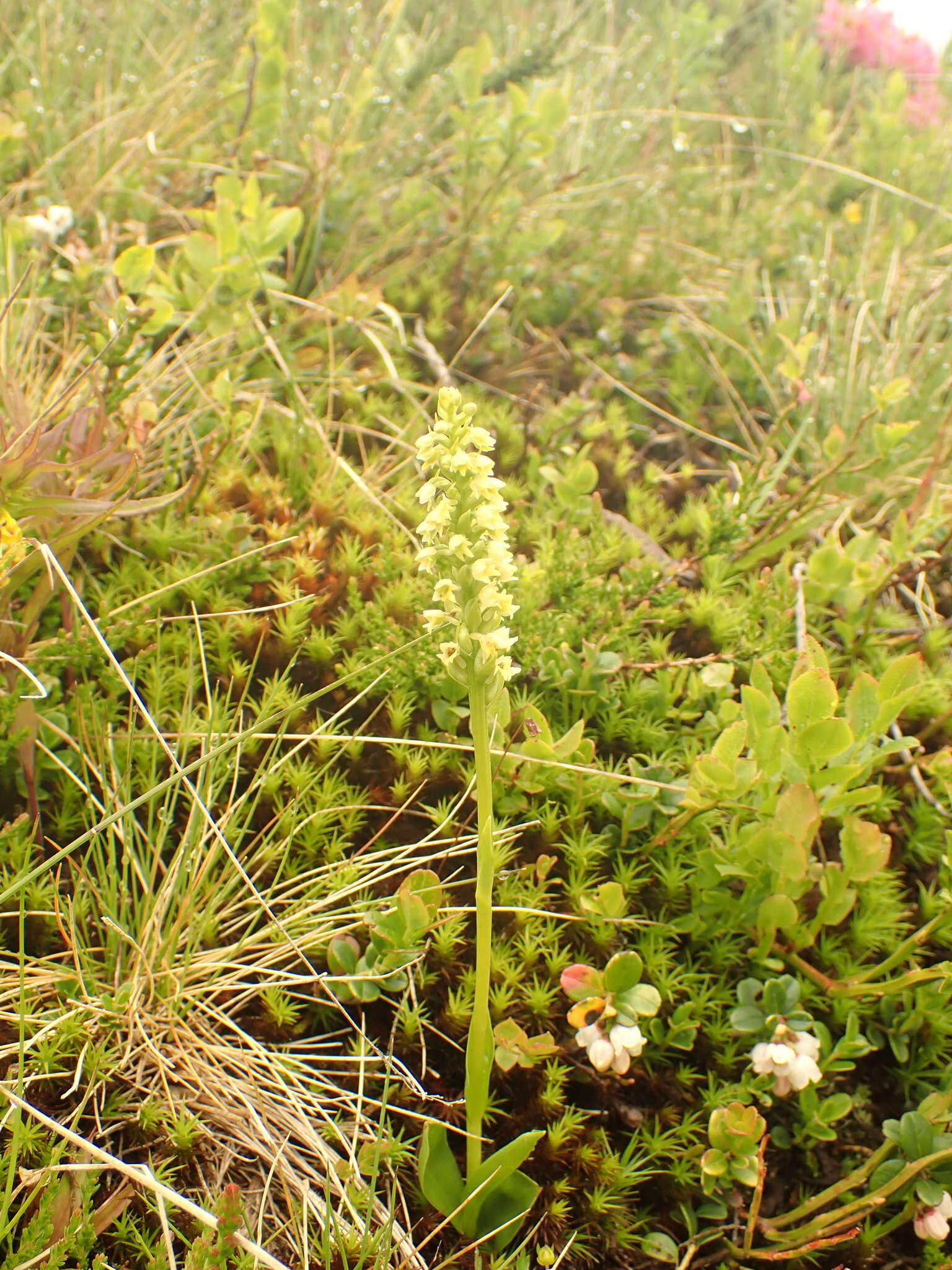 Image of Pseudorchis albida subsp. albida