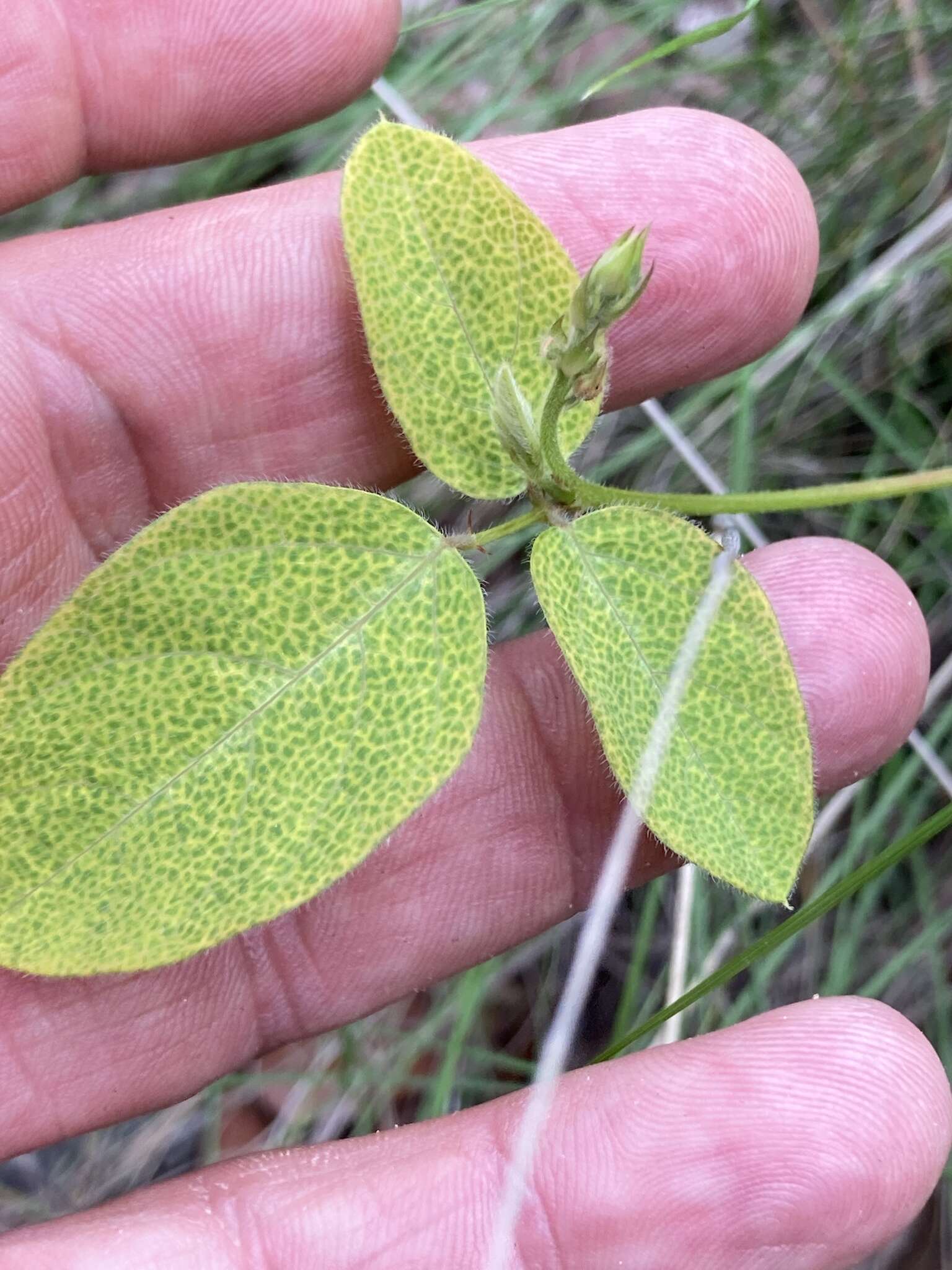 Image of Graham's ticktrefoil