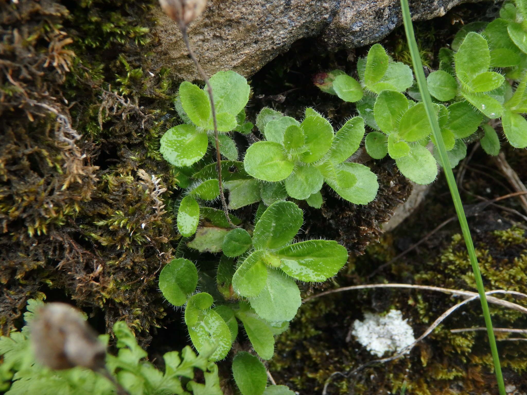 Image of leafless-stemmed speedwell