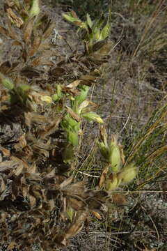 Image of <i>Onosma borysthenica</i>