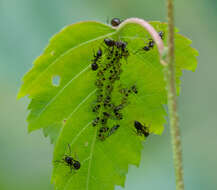 صورة Callipterinella tuberculata (von Heyden 1837)