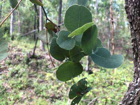 Imagem de Eucalyptus melanophloia F. Müll.