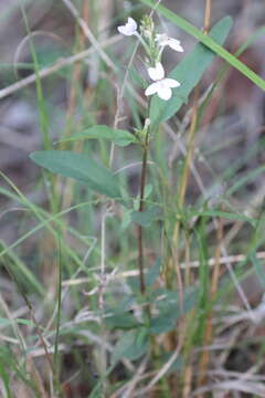 Image de Pseuderanthemum variabile (R. Br.) Radlk.