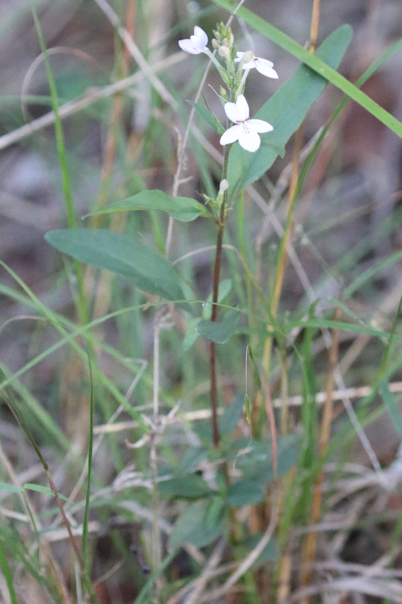 Pseuderanthemum variabile (R. Br.) Radlk. resmi