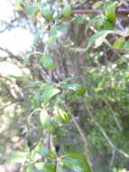 Image of Olearia fimbriata M. Heads