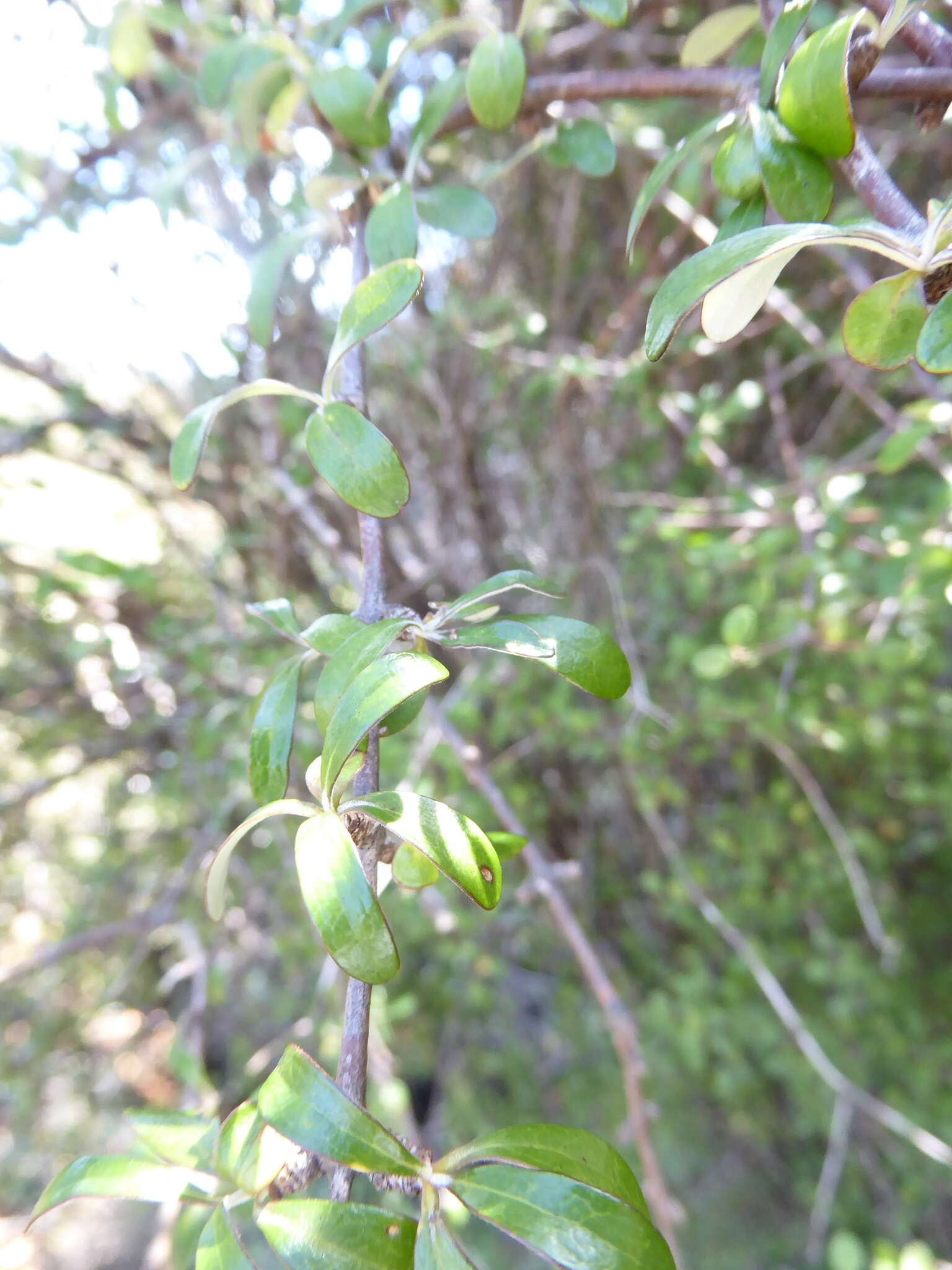 Olearia fimbriata M. Heads resmi