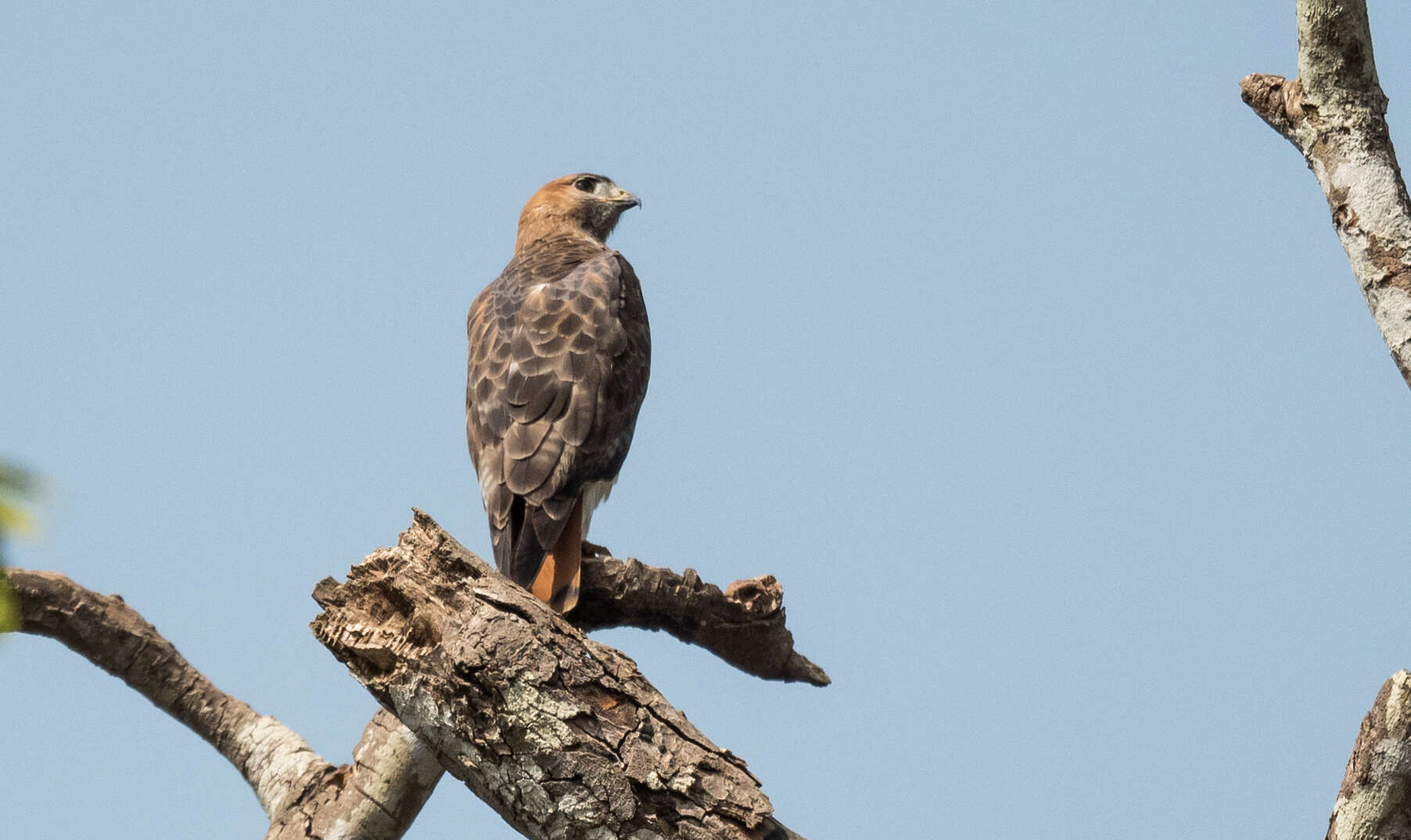 Image of African Red-tailed Buzzard