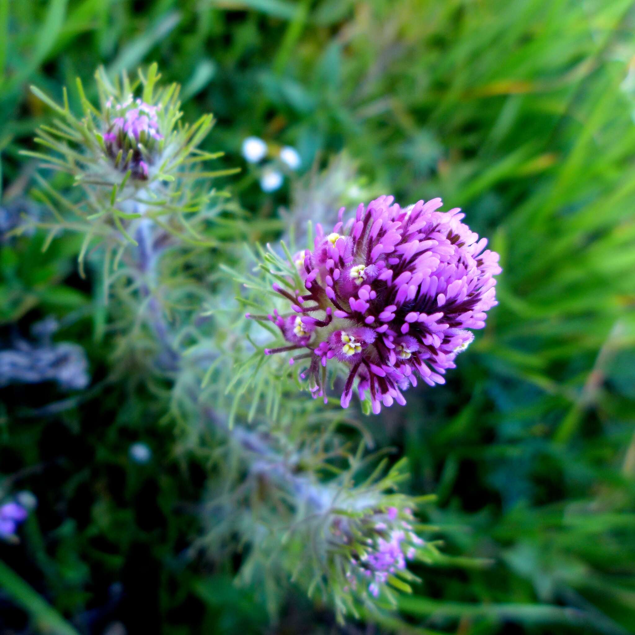 Image of exserted Indian paintbrush