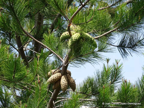 Image of Gregg's pine