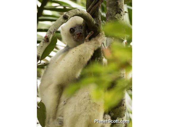 Image of Silky Sifaka