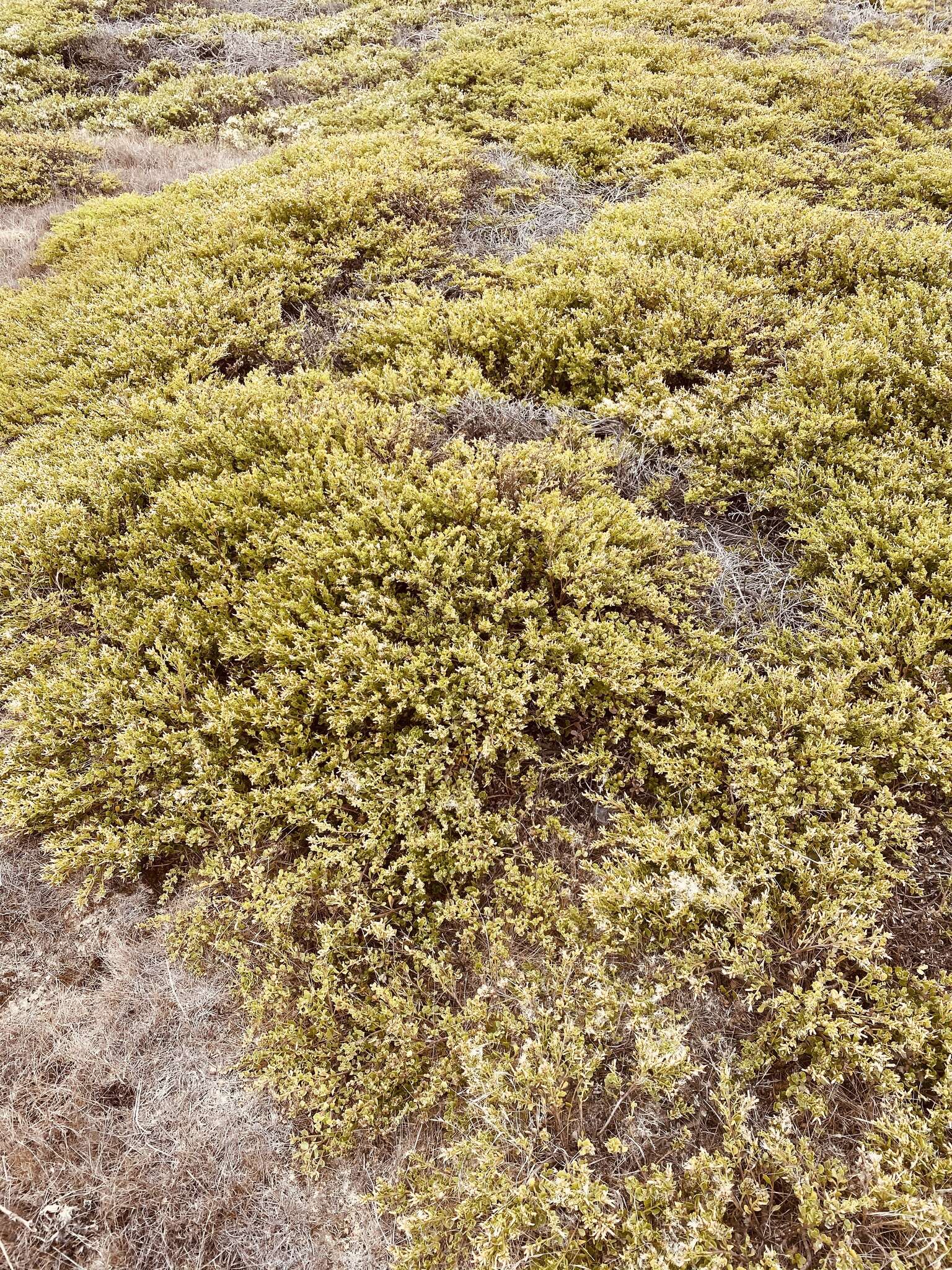 Image of Baccharis pilularis subsp. pilularis