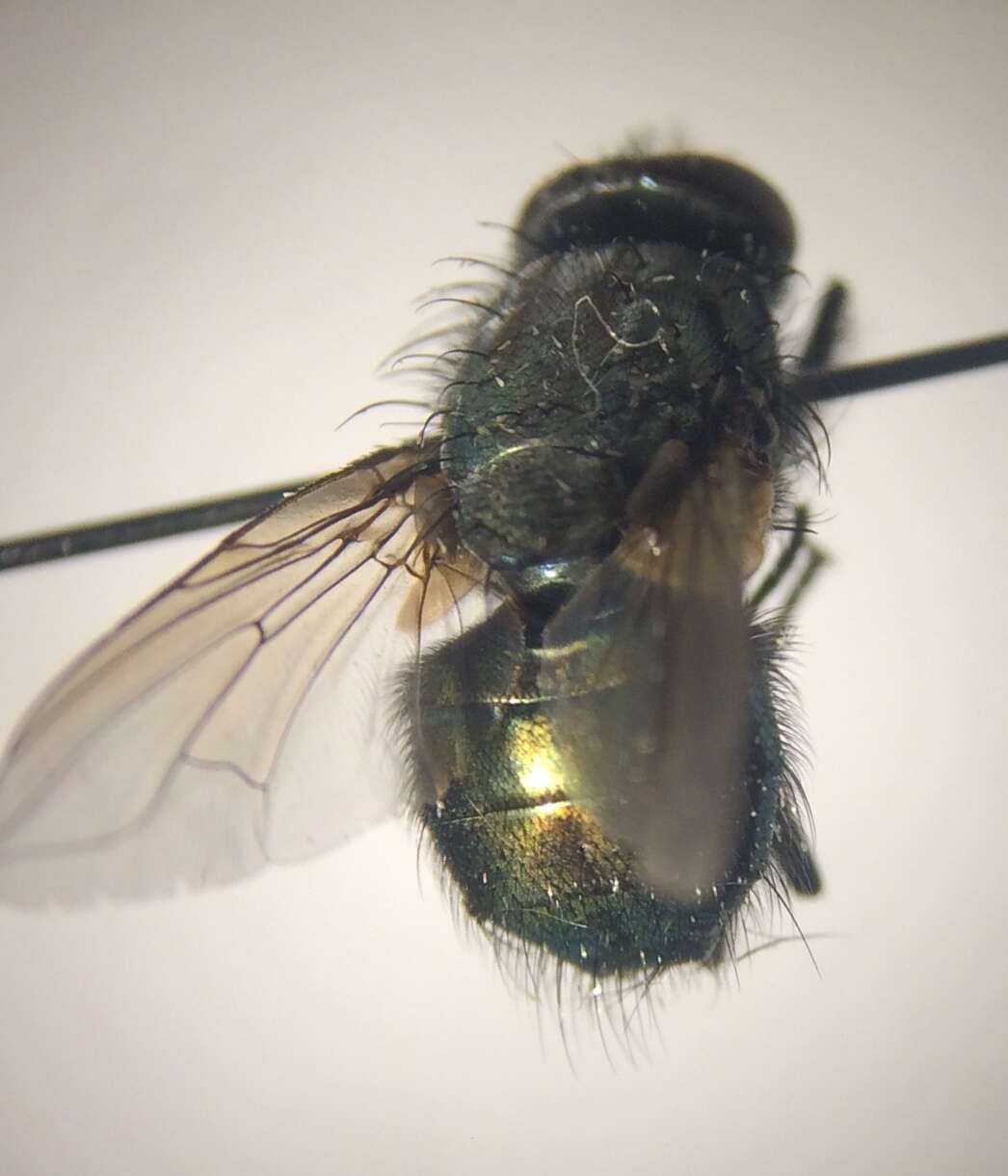 Imagem de Eudasyphora cyanella (Meigen 1826)