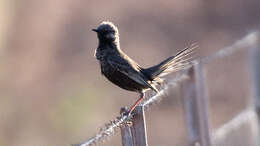 Image of Brown Songlark