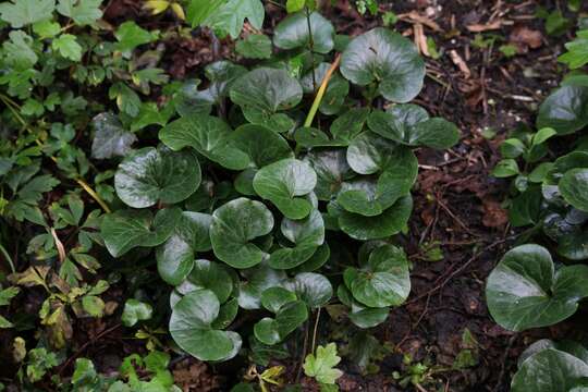 Image of European wild ginger