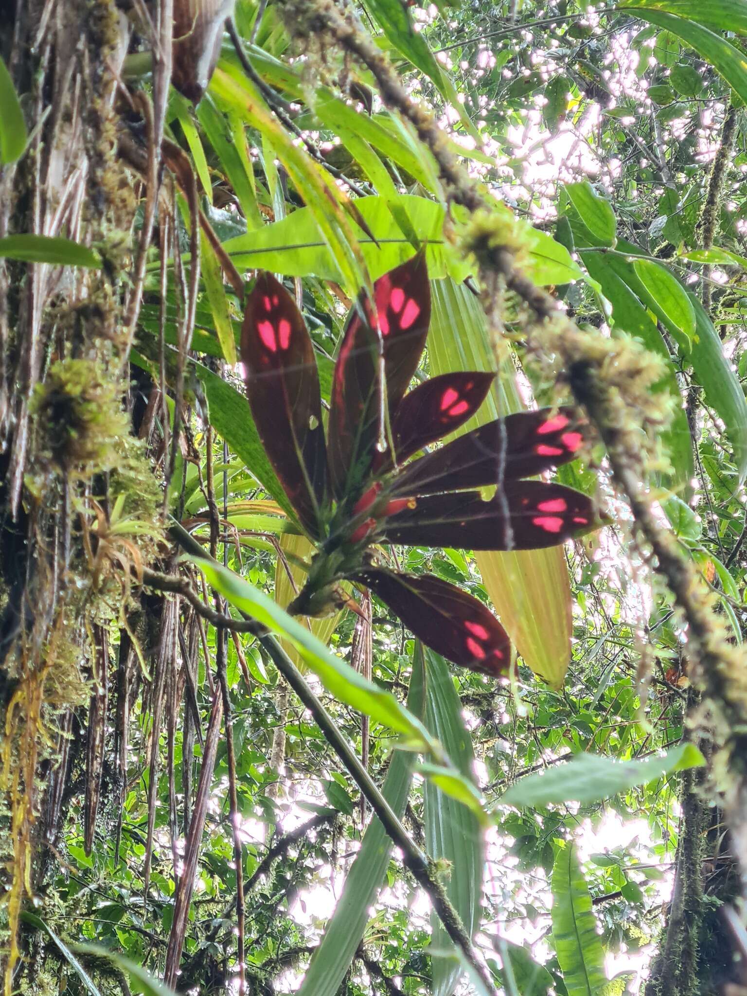 Image of Columnea dimidiata (Benth.) Kuntze