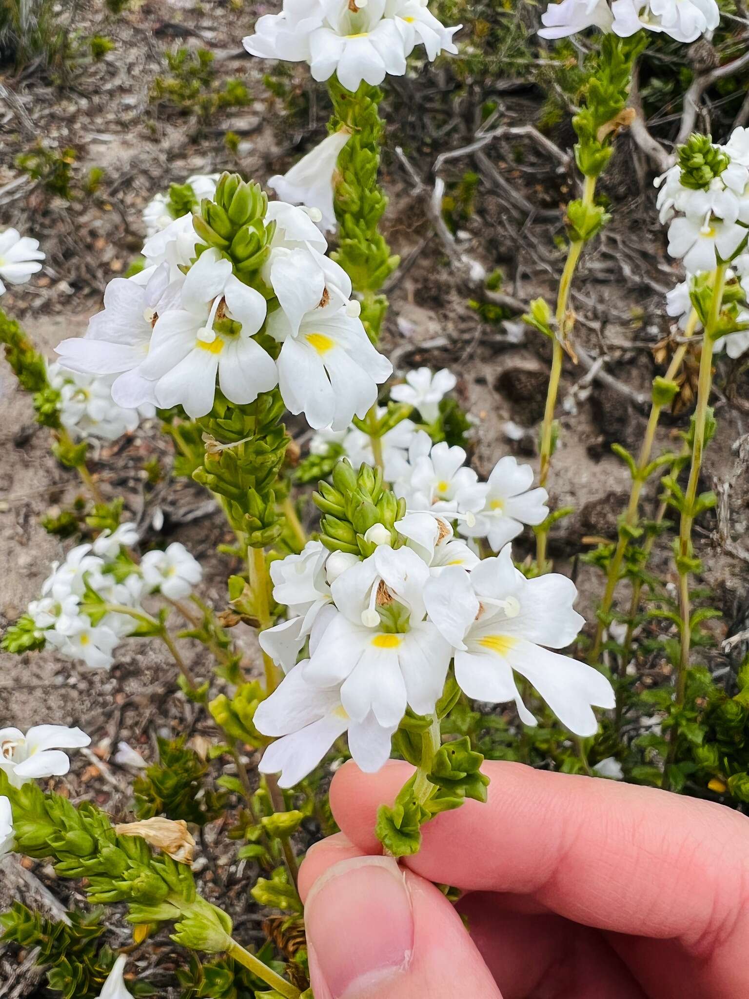 Image of Euphrasia collina subsp. tetragona (R. Br.) W. R. Barker