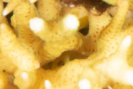 Imagem de Paragobiodon xanthosoma (Bleeker 1853)