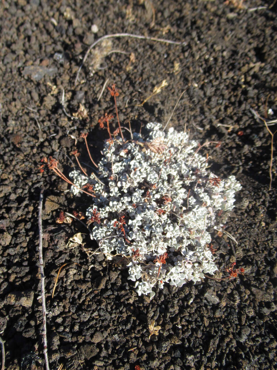 Image of Craters of the Moon cushion buckwheat