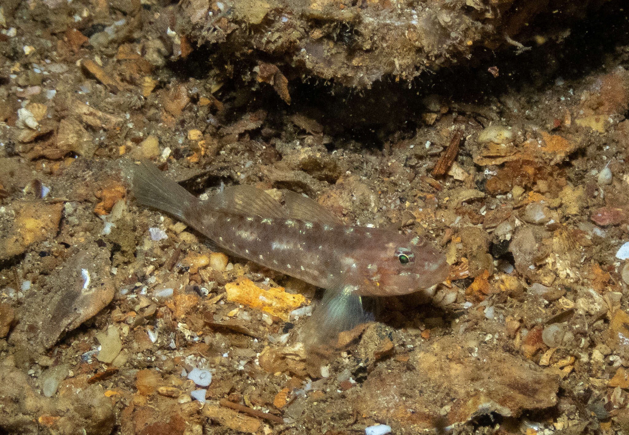 Image of Redlight goby