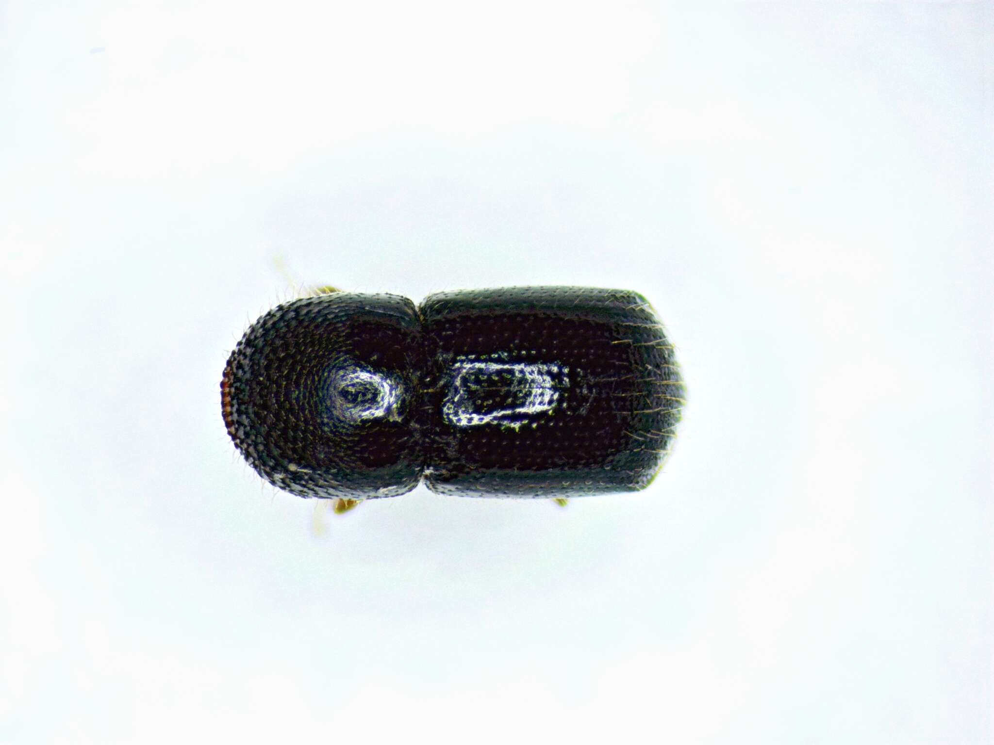 Image of Bark beetle