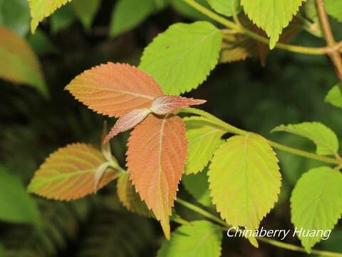 Image of Viburnum plicatum var. formosanum Y. C. Liu & C. H. Ou