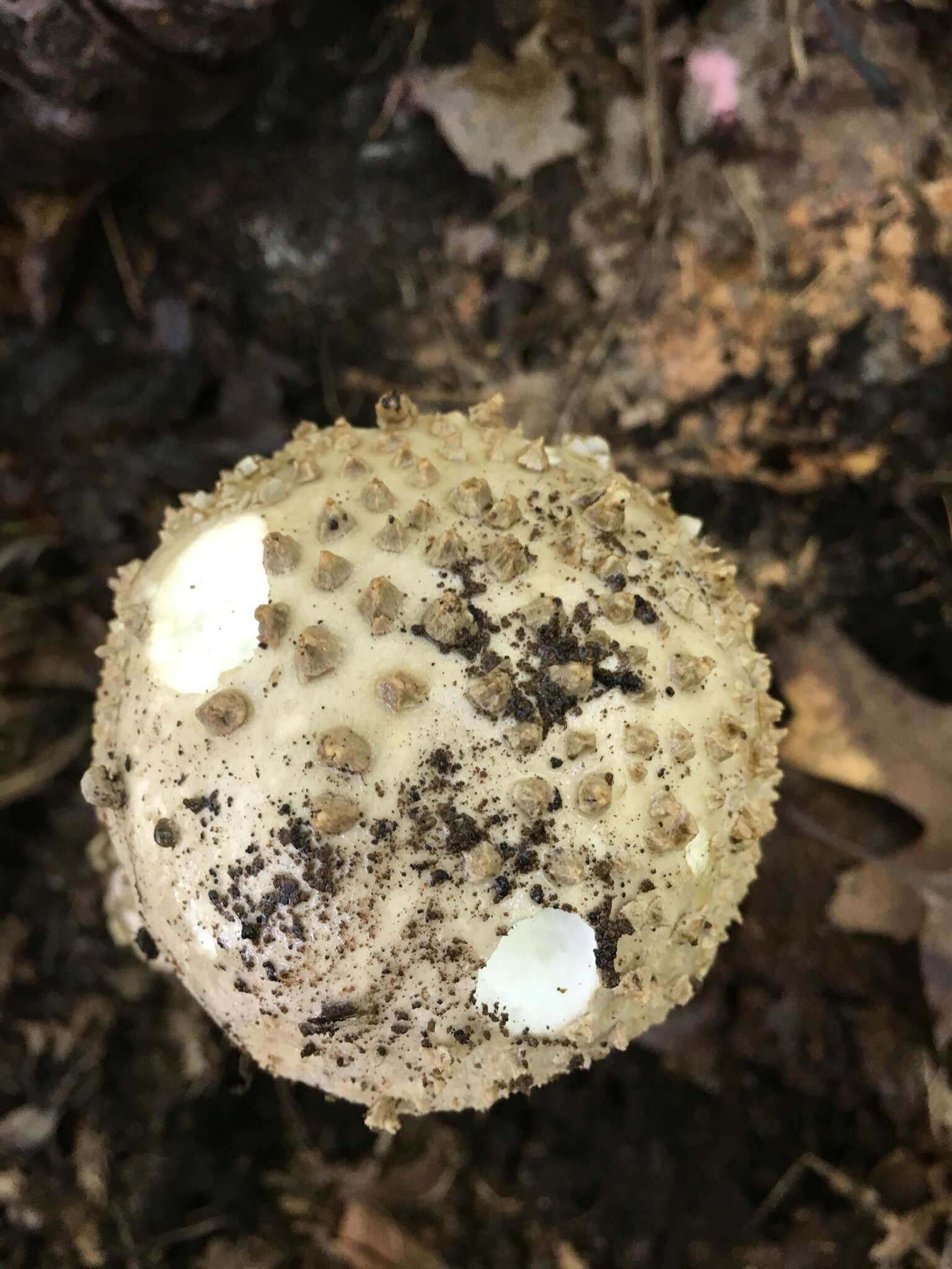 Image of Amanita atkinsoniana Coker 1917