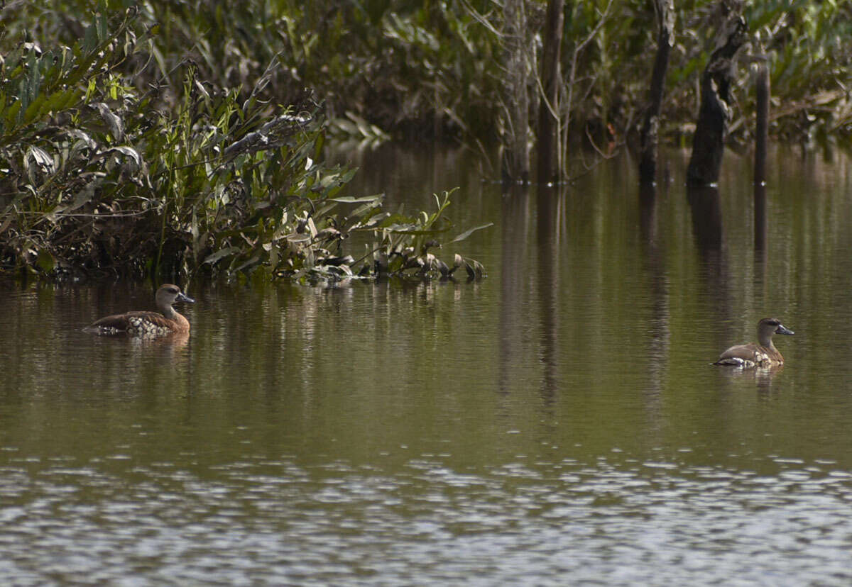 Image of Spotted Whistling Duck