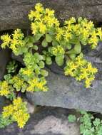 Sivun Sedum formosanum N. E. Br. kuva